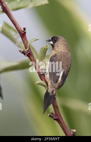 Weiße Munia (Lonchura striata), Finken, Singvögel, Tiere, Vögel, Weißer Munia Erwachsener, hoch oben im Zitronenbusch, Long Valley, New Ter Stockfoto