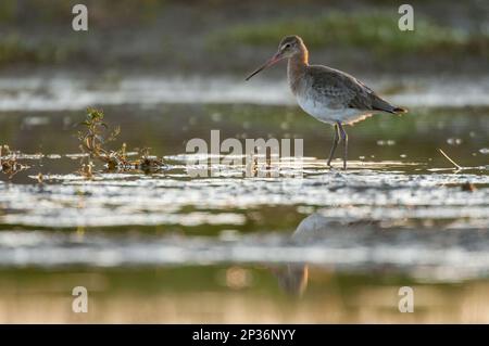 Schwarzschwanzgöttin (Limosa limosa), Jungtier, steht bei Sonnenaufgang im flachen Wasser, Elmley Marshes N. R. North Kent Marshes, Insel Sheppey Stockfoto