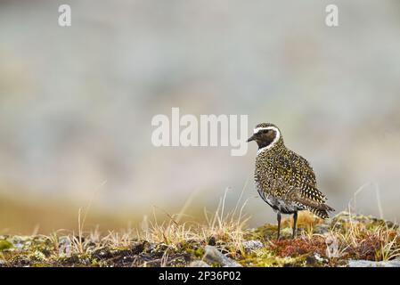 Europäischer Goldpfeifer (Pluvialis apricaria), männlicher Erwachsener, Zuchthupfer, auf Tundra stehend, Nordkinn-Halbinsel, Finnmark, Norwegen Stockfoto