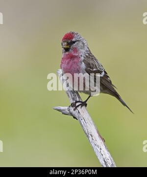 Gemeine Rotpoll (Carduelis flammea), Gemeine Rotpoll Singvögel, Tiere, Vögel, Finken, Gemeiner Redpoll-Erwachsener, männlich, hoch oben auf dem Zweig, Norwegen Stockfoto