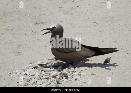 Gemeiner Noddy (Anous stolidus), ausgewachsen, keuchend, stehend mit Muscheln und toten Korallen, die für Nest, Michaelmas Cay, Michaelmas und Upolu Cays N. P. gesammelt wurden Stockfoto