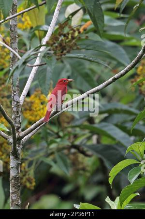 Sommertanager (Piranga rubra), männlicher Erwachsener, sitzt auf einem Ast, Rio Indio, Panama Stockfoto