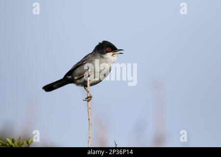 Sardinian Warbler (Sylvia melanocephala) männlicher Erwachsener, singend, hoch oben auf dem Zweig, Zypern Stockfoto