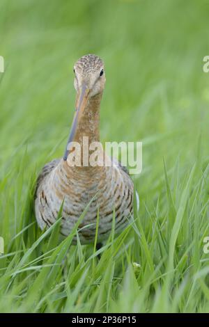 Schwarzschwanzgott (Limosa limosa), weibliche Erwachsene, Zuchthupfer, auf einer Wiese in der Nähe von Nestplätzen, Texel, westfriesische Inseln, Wattenmeer Stockfoto