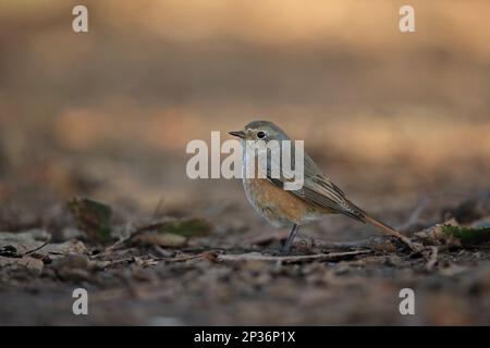 Rotstart, gewöhnlicher Rotstart (Phoenicurus phoenicurus), Singvögel, Tiere, Vögel, gewöhnlicher Rotstart unreifer männlicher, erster Winterzuckerguss, stehend Stockfoto