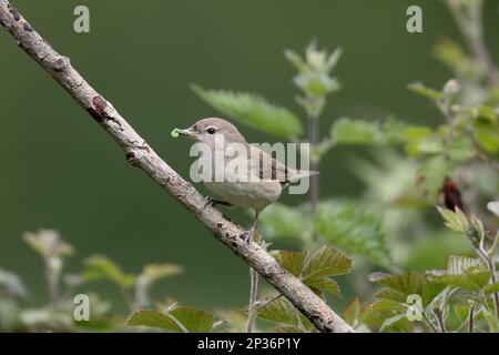 Garden Warbler (Sylvia Borin), Erwachsener, mit Raupen im Schnabel, hoch oben auf dem Zweig, Warwickshire, England, Großbritannien Stockfoto