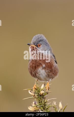 Provence Warbler, dartford Warblers (Sylvia undata), Singvögel, Tiere, Vögel, Dartford Warbler Erwachsener, männlich, hoch oben auf einer Gänse in Heiden, Norden Stockfoto