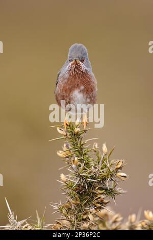 Provence Warbler, dartford Warblers (Sylvia undata), Singvögel, Tiere, Vögel, Dartford Warbler Erwachsener, männlich, hoch oben auf einer Gänse in Heiden, Norden Stockfoto