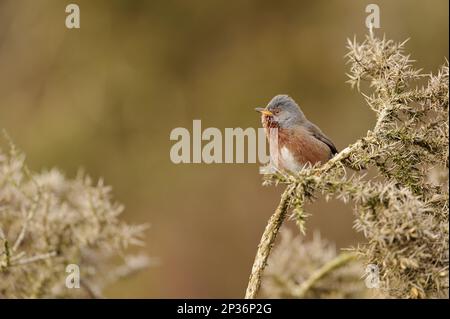 Dartford dartford Warbler (Sylvia undata), männlicher Erwachsener, singend, sitzt auf einem Gorse in the Heath, North Wales, Großbritannien Stockfoto