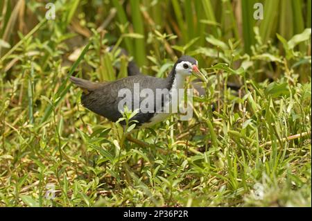 Ausgewachsene weiße Wasserhühner (Amaurornis phoenicurus), Spaziergang durch die aquatische Vegetation, Bundala N. P. Sri Lanka Stockfoto