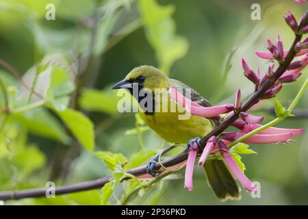 Orchard Oriole (Icterus spurius) unreife männliche Fütterung von Blumen, Golfküste, utricularia ochroleuca (U.) (U.) S.A. Stockfoto