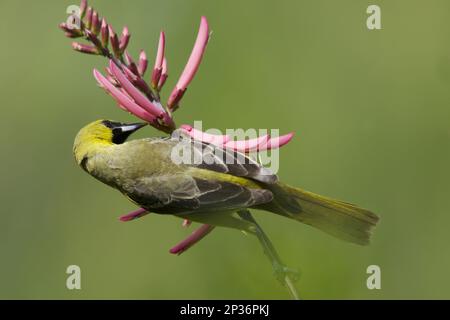 Orchard Oriole (Icterus spurius) unreife männliche Fütterung von Blumen, Golfküste, utricularia ochroleuca (U.) (U.) S.A. Stockfoto