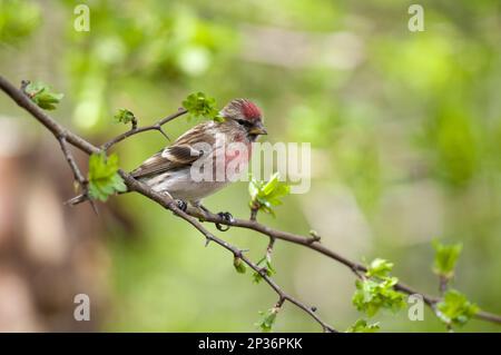 Kleinere Rotpoll (Carduelis Cabaret), männlicher Erwachsener, auf einer Zweigstelle sitzend, Fairburn ings RSPB Reserve, West Yorkshire, England, Vereinigtes Königreich Stockfoto