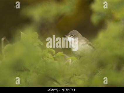 Weißer Hals (Sylvia communis), ausgewachsen, inmitten der Vegetation, Sheffield, South Yorkshire, England, Vereinigtes Königreich Stockfoto