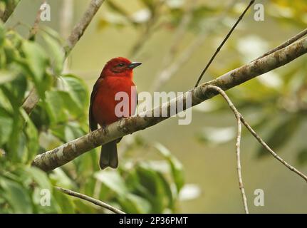 Flammenfarbener Tanager (Piranga bidentata sanguinolenta), männlicher Erwachsener, sitzt auf einem Ast, La Tigra N. P. Honduras Stockfoto