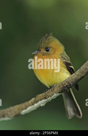 Nordtuftfischer (Mitrephanes phaeocercus aurantiiventris), Erwachsener, hoch oben auf dem Zweig, Altos del Maria, Panama Stockfoto