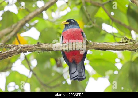 Choco Trogon (Trogon comptus), männlicher Erwachsener, sitzt auf einem Ast im montanen Regenwald, Milpe, Anden, Ecuador Stockfoto