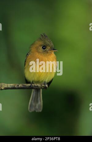 Nordtuftfischer (Mitrephanes phaeocercus aurantiiventris), Erwachsener, hoch oben auf dem Zweig, Altos del Maria, Panama Stockfoto