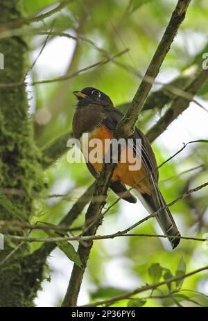 Orangenbauch-Trogon (Trogon aurantiiventris), Erwachsene Frau, sitzt auf einem Ast, El Valle, Panama Stockfoto