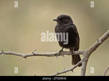 Southern Black Flycatcher (Melaenornis pammelaina ater) unreif, sitzt auf einem Ast, Kruger N. P. Great Limpopo Transfrontier Park, Südafrika Stockfoto