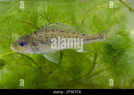 Eurasische Karaffe (Gymnocephalus cernua), Erwachsener, Schwimmen, im Tank, Nottingham, Nottinghamshire, England, Vereinigtes Königreich Stockfoto