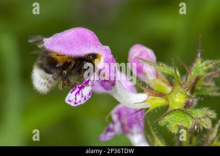 Garten Bumblebee (Bombus hortorum), Erwachsene Arbeiterin, Fütterung von Hanfnessel (Galeopsis sp.) Blume, Ariege Pyrenees, Midi-Pyrenäen, Frankreich Stockfoto