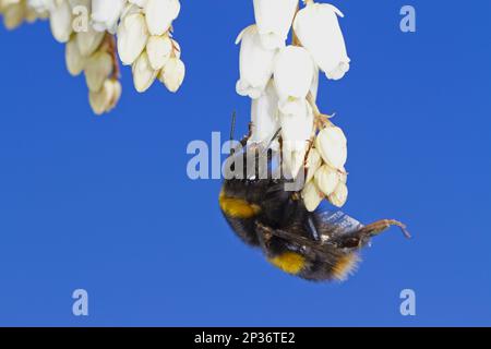 Bumblebee-Königin (Bombus terrestris), die sich von japanischen Pieris-Blumen (Pieris japonica) im Garten ernährt, Powys, Wales, Großbritannien Stockfoto