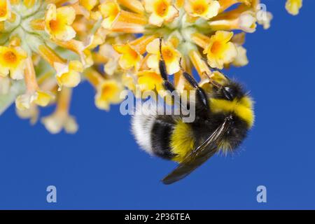 Garden Bumblebee (Bombus hortorum), männlicher Erwachsener, Fütterung von Buddleia (Buddleja x weyeriana)-Blumen im Garten, Powys, Wales, Großbritannien Stockfoto