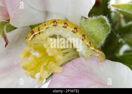 November Moth (Epirrita dilutata) ausgewachsene Larven, Fütterung von Apfelblüten, Powys, Wales, Vereinigtes Königreich Stockfoto