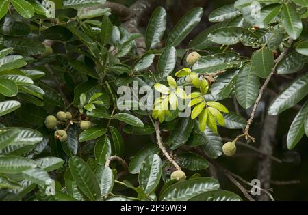 Forest Mahogany (Trichilia dregeana) – Nahaufnahme von Blättern und Früchten, Kruger N.P., Great Limpopo Transfrontier Park, Südafrika Stockfoto