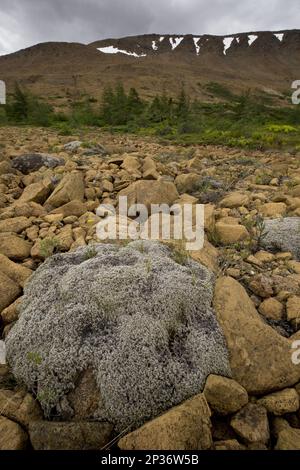 Woolly Fringe-moss (Racomitrium lanuginosum), das auf Serpentin und Peridotite wächst, Tablelands, Gros-Morne N.P., Neufundland, Kanada Stockfoto