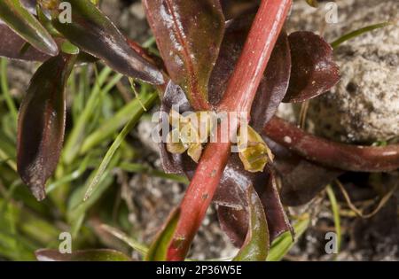 Hampshire Purslane (Ludwigia palustris) Nahaufnahme von Blumen, die im Teich wachsen, New Forest, Hampshire, England, Vereinigtes Königreich Stockfoto