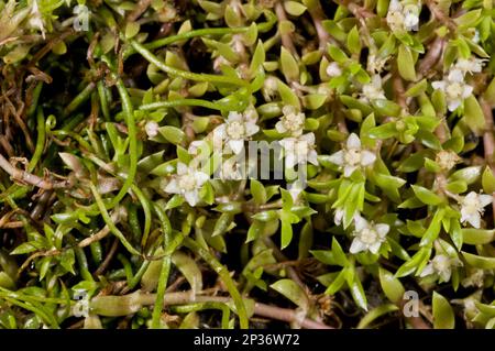 Neuseeland Pygmyweed (Crassula helmsii) führte invasive Arten ein, die blühen, im Teich wachsen, New Forest, Hampshire, England, Vereinigtes Königreich Stockfoto