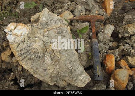 Fossils with Fossil Hammer, Osmington Mills, Dorset, England, Vereinigtes Königreich Stockfoto