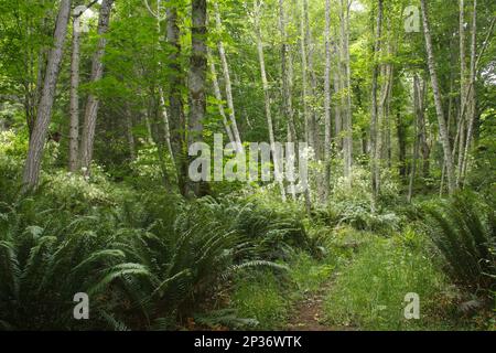 Pfad durch Waldhabitat, Saltspring Island, Straße von Georgia, Gulf Islands, British Columbia, Kanada Stockfoto