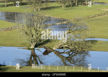 Gefallene Bäume und Überschwemmungen auf Weiden in Valley Farmland, Burtersett, Wensleydale, Yorkshire Dales N. P. North Yorkshire, England, Vereinigtes Königreich Stockfoto