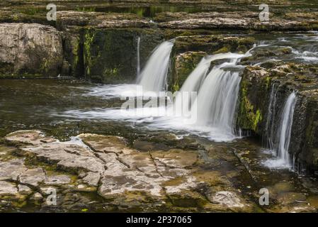 Fluss und Wasserfall, Aysgarth Falls, Middle Falls, River Ure, Askrigg, Wensleydale, Yorkshire Dales N.P., North Yorkshire, England, Vereinigtes Königreich Stockfoto