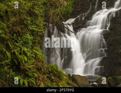 Blick auf den Wasserfall, Torc Wasserfall, Owengarriff River, Killarney N.P., County Kerry, Munster, Irland Stockfoto