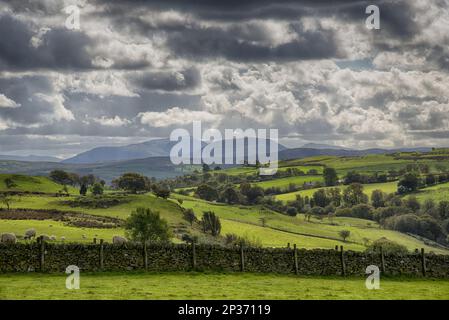 Blick auf Trockenmauern und Ackerland in Richtung Snowdonia N. P. Nebo, Conwy, North Wales, Großbritannien Stockfoto