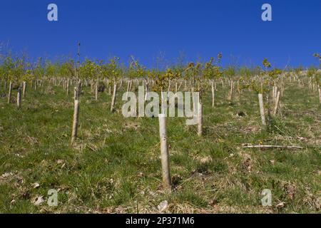 Mit Kunststoffhülsen geschützte, neu gepflanzte Baumsapfen, neue Waldflächen, die auf einem Bergbetrieb wachsen, Powys, Wales, Vereinigtes Königreich Stockfoto