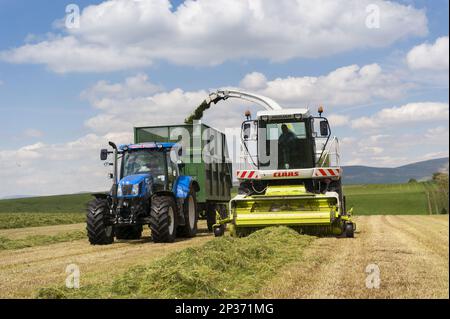 Claas Jaguar selbstfahrender Feldhäcksler, der Gras hackt und einen New Holland-Traktor mit Anhänger beladen, um Silage als Viehfutter zu verwenden Stockfoto