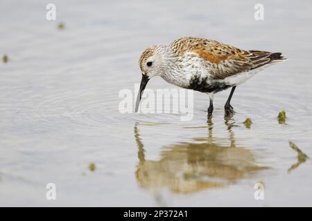 Dunlin (Calidris alpina), ausgewachsene Zucht, Fütterung in einer flachen Lagune während der Wanderung, Golfküste, utricularia ochroleuca (U.) (U.) S. A Stockfoto