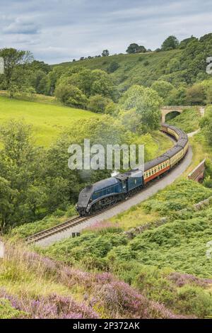 "Sir Nigel Gresley" Dampfeisenbahn und Kutschen, die durch das Moor von Pickering nach Goathland fahren, North Yorkshire Moors Railway, North Stockfoto