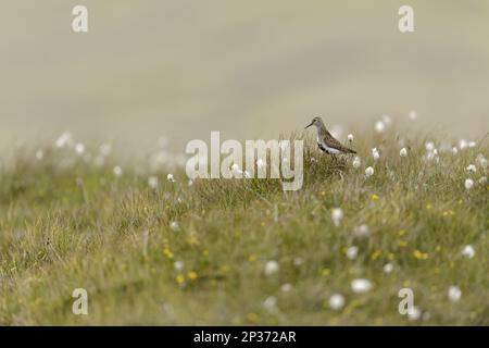 Dunlin (Calidris alpina), adulte Zuchtreppe, auf dem Lebensraum der Küstenmoore, Unst, Shetland Islands, Schottland, Vereinigtes Königreich Stockfoto