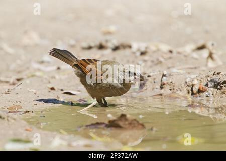 Graue Kuhvögel, Graue Kuhvögel, Singvögel, Tiere, Vögel, Kühe mit Flügeln (Agelaioides badius), Erwachsener, Trinken im Pool, Buenos Aires, Argentinien Stockfoto