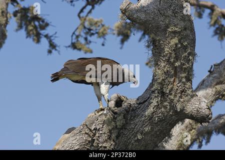 Graukopf-Fischadler (Ichthyophaga ichthyaetus), ausgewachsen, Fütterung von Fängen, hoch oben im Baum, Bundala N.P., Sri Lanka Stockfoto