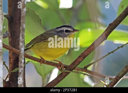 Goldkronenschere (Basileuterus culicivorus azarae), Erwachsener, hoch oben auf einem Zweig, Atlantischer Regenwald, Brasilien Stockfoto