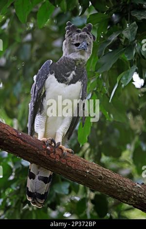 Harpyie Eagle (Harpia Harpyja), weiblich, auf dem Ast, Wiedereinführungsprogramm, Panama Stockfoto