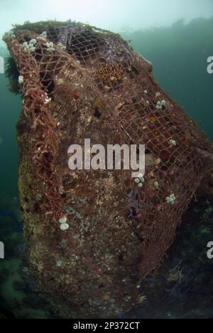 Zurückgeworfenes Fischernetz, das über Felsen mit Korallen, Kalabahi Bay, Alor Island, Alor Archipel, Lesser Sunda Islands gefangen wurde; Indonesien Stockfoto