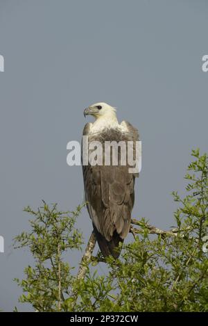 Weißbauchseeadler, Weißkastenseeadler, Adler, Raubvögel, Tiere, Vögel, Weißbauch-Fischadler (Haliaeetus leucogaster), Erwachsene Stockfoto